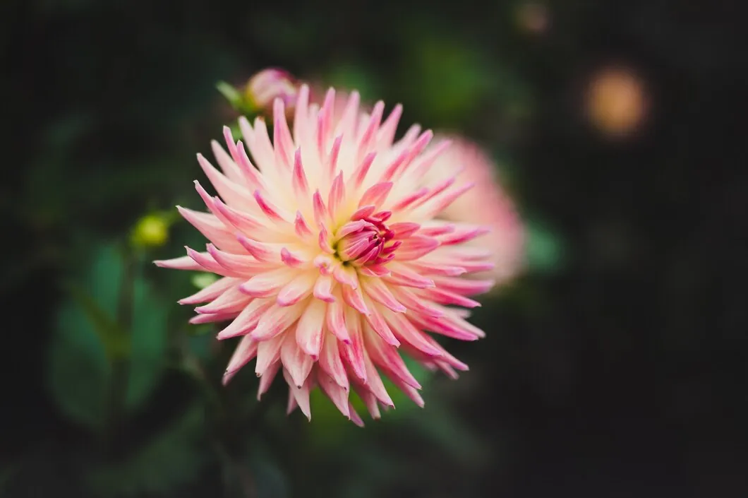 Dahlia Circle