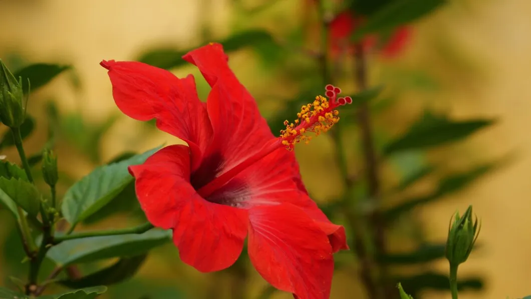 Hibiscus Circle